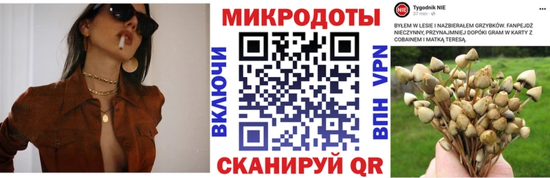Псилоцибиновые грибы Psilocybe  Гдов 